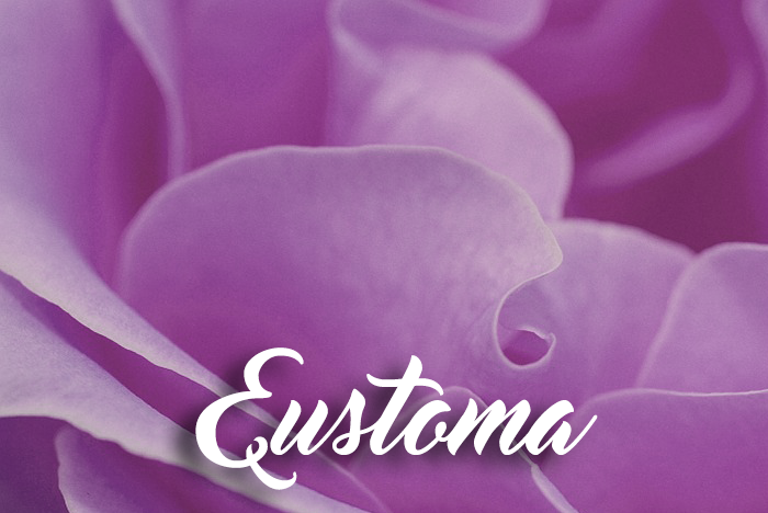 E is for… Eustoma graphic